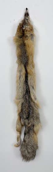 Beautiful Kit Fox Fur Pelt Taxidermy
