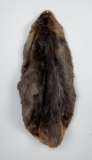 Montana Beaver Fur Pelt Taxidermy