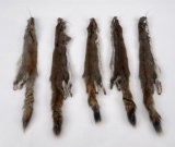 Lot Of 5 Wild Tanned Taxidermy Squirrel