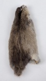 Montana Muskrat Taxidermy Fur Pelt Hide