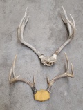 Pair Of Montana Whitetail Mule Deer Horns