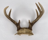 Montana Whitetail Deer Skull Mount Horns