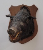 Large Black Wild Boar Taxidermy Mount