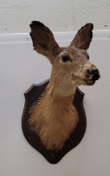 Montana Doe Whitetail Deer Taxidermy Mount