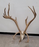 Woodland Caribou Taxidermy Horns