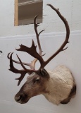 Woodland Caribou Taxidermy Mount