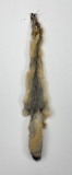 Beautiful Kit Fox Fur Pelt Taxidermy