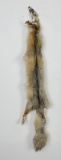 Beautiful Kit Fox Fur Pelt Taxidermy