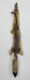 Beautiful Kit Fox Fur Pelt Taxidermy