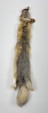 Beautiful Kit Fox Fur Pelt Taxidermy