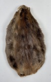 Montana Beaver Fur Pelt Taxidermy