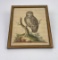 George Edwards Delin Owl Print