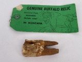 Montana Buffalo Jump Recovered Tooth