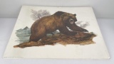 University of Montana Dorman Grizzly Bear Print