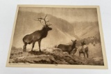 Carl Rungius Elk Print