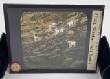 Glacier Park Mountain Goats Magic Lantern Slide