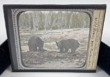 Yellowstone Park Bears Magic Lantern Slide