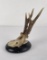 German Black Forest Roe Deer Taxidermy Mount