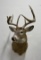Large Montana Taxidermy Whitetail Deer Mount