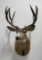 Large Montana Taxidermy Mule Deer Mount