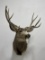 Large Montana Taxidermy Mule Deer Mount