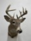 Large Montana Taxidermy Whitetail Deer Mount