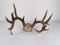Superb Montana Non Typical Whitetail Deer Horns