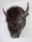 Montana Taxidermy Bison Buffalo Head Mount