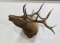 Large Montana Taxidermy Bull Elk Mount