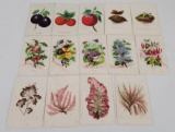 Civil War CDV Cards Fruits and Flowers