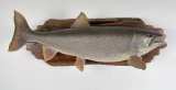 Montana Taxidermy Lake Trout Fish Mount