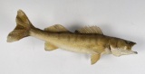 Large Montana Taxidermy Walleye Fish Mount