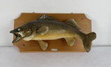 Ken Hawkins Taxidermy Walleye Fish Mount