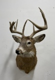 Large Montana Taxidermy Whitetail Deer Mount