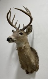 Large Montana Taxidermy Whitetail Deer Mount