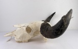 Gigantic Trophy Bull Bison Buffalo Skull