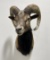 Nice Older Taxidermy Goat Ram Shoulder Mount