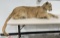 Montana Mountain Lion Taxidermy Mount