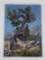Frederick Kress Painting Gnarled Tree California
