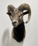 Nice Older Taxidermy Goat Ram Shoulder Mount