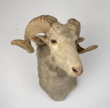 Nice Older Taxidermy Goat Ram Shoulder Mount