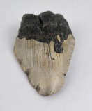 South Carolina Megalodon Shark Tooth Fossil