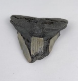 South Carolina Megalodon Shark Tooth Fossil