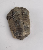 Moroccan Fossil Trilobite