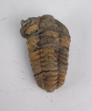 Moroccan Fossil Trilobite