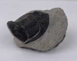 Moroccan Fossil Trilobite