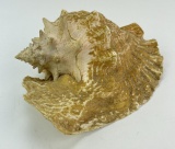 Queen Helmet Conch Shell