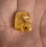 Copal Amber Insect Inclusions