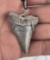 Ancient Fossil Shark Tooth Necklace