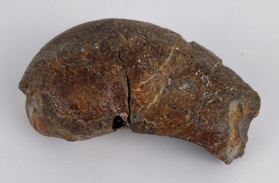 South Carolina Whale Ear Bone Fossil